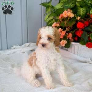 Walter, Miniature Poodle Puppy