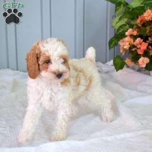 Walter, Miniature Poodle Puppy