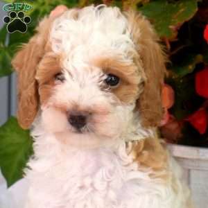 Walter, Miniature Poodle Puppy
