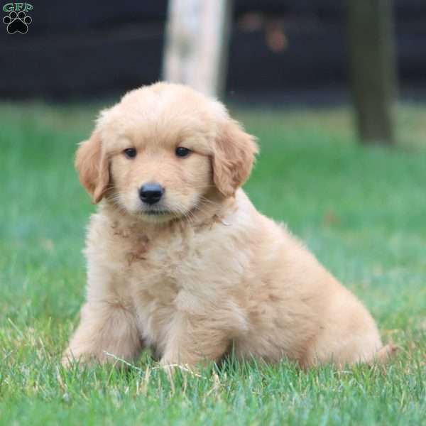 Wanda, Golden Retriever Puppy