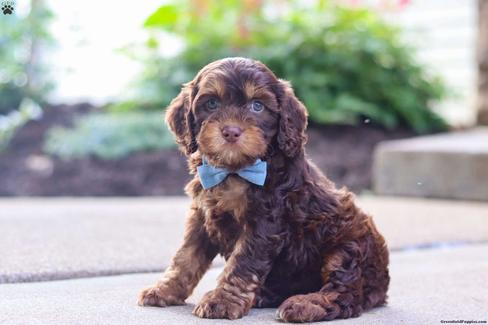 Warren/Cockapoo									Puppy/Male	/8 Weeks,Meet Warren, an absolutely adorable F1 Cockapoo puppy with a playful personality and a heart full of love! This sweet little boy loves exploring his surroundings, chasing after toys, and cuddling up for cozy naps after a fun day of play. With his soft fluffy coat, bright eyes, and happy spirit, he brings joy everywhere he goes. Friendly, affectionate, and full of charm, this precious puppy is sure to make every day brighter with his loving nature and adorable antics.