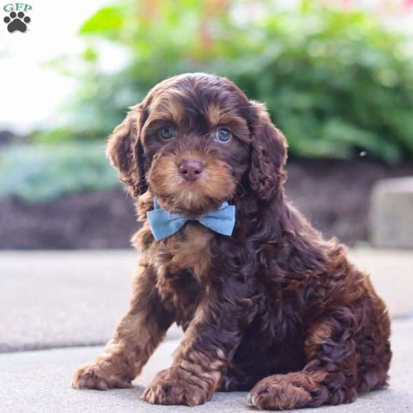 Warren, Cockapoo Puppy