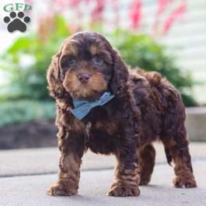 Warren/Cockapoo									Puppy/Male	/8 Weeks,Meet Warren, an absolutely adorable F1 Cockapoo puppy with a playful personality and a heart full of love! This sweet little boy loves exploring his surroundings, chasing after toys, and cuddling up for cozy naps after a fun day of play. With his soft fluffy coat, bright eyes, and happy spirit, he brings joy everywhere he goes. Friendly, affectionate, and full of charm, this precious puppy is sure to make every day brighter with his loving nature and adorable antics.