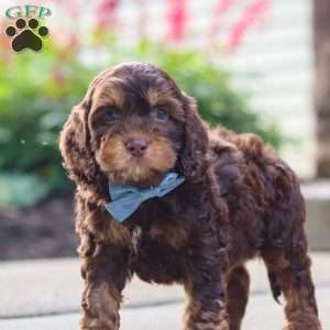 Warren, Cockapoo Puppy