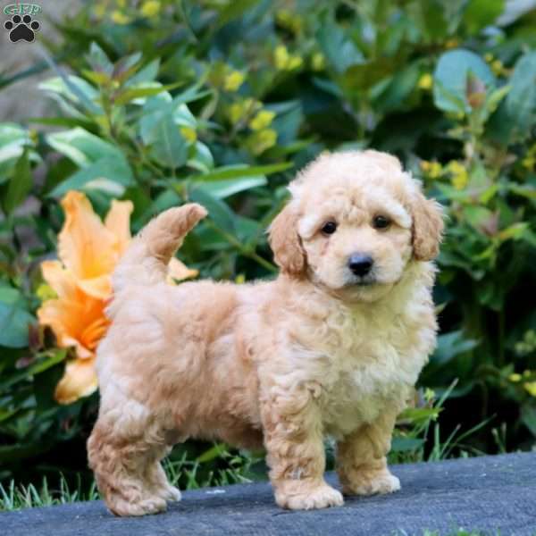 Watson, Maltipoo Puppy