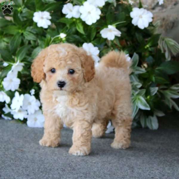 Watson, Bich-Poo Puppy