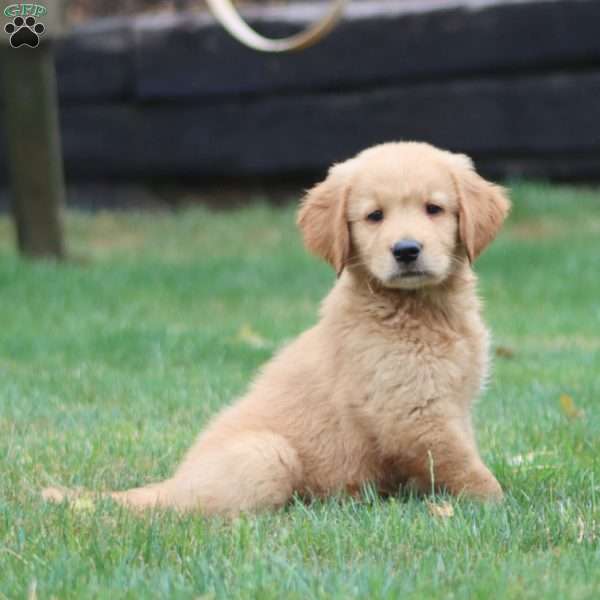 Watson, Golden Retriever Puppy
