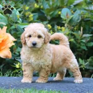 Watson, Maltipoo Puppy