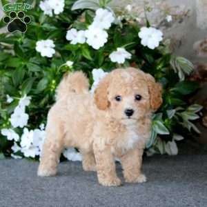 Watson, Bich-Poo Puppy
