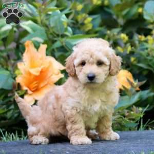 Watson, Maltipoo Puppy