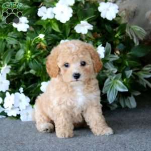Watson, Bich-Poo Puppy