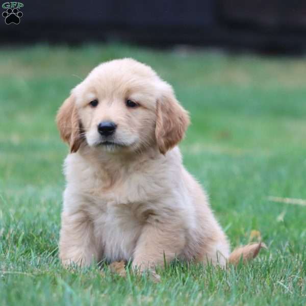 Wendy, Golden Retriever Puppy