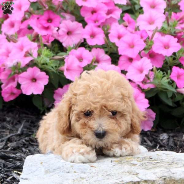 Wesley, Bich-Poo Puppy