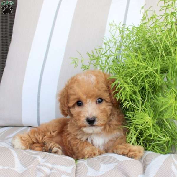 Wesley, Bich-Poo Puppy