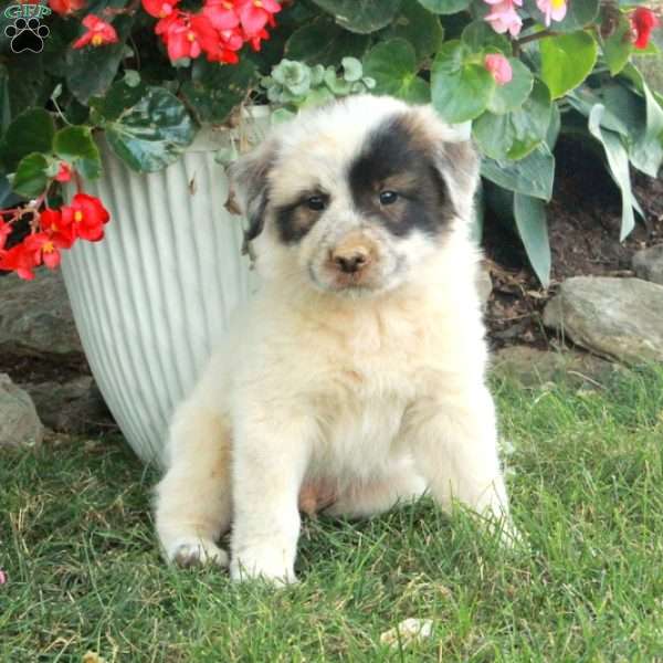 Weston, Great Pyrenees Mix Puppy