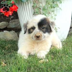 Weston, Great Pyrenees Mix Puppy