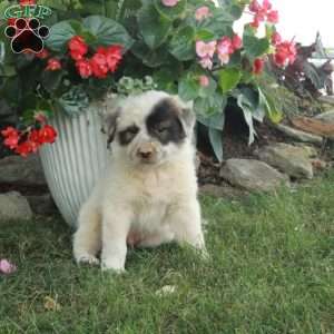 Weston, Great Pyrenees Mix Puppy