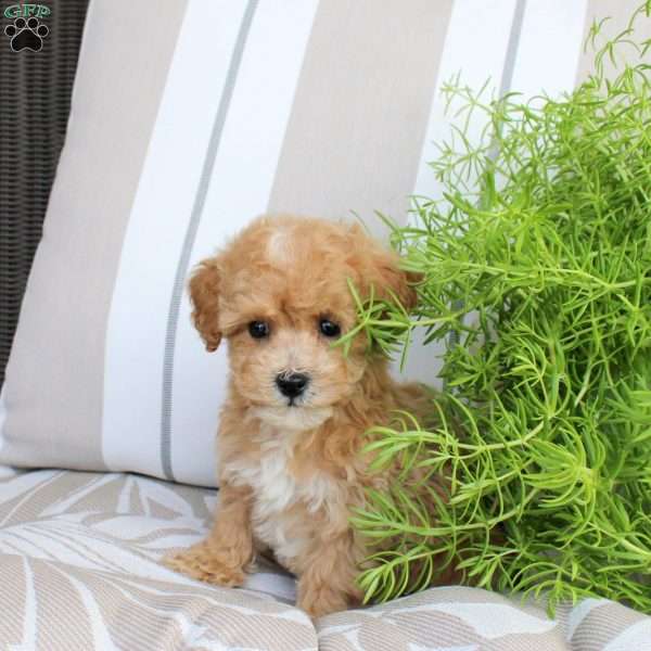 Whiskey, Bich-Poo Puppy