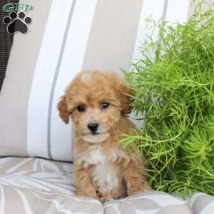 Whiskey, Bich-Poo Puppy
