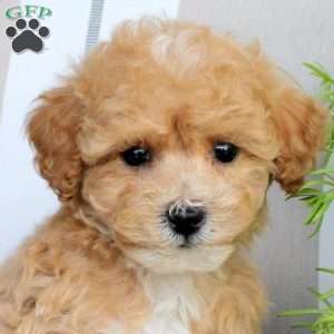 Whiskey, Bich-Poo Puppy
