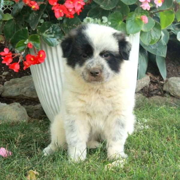 Whitney, Great Pyrenees Mix Puppy