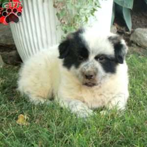 Whitney, Great Pyrenees Mix Puppy
