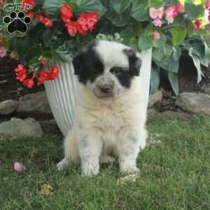 Whitney, Great Pyrenees Mix Puppy