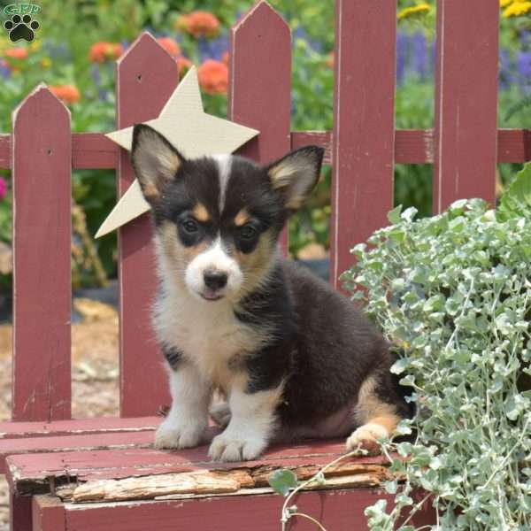 Wiggles, Pembroke Welsh Corgi Puppy