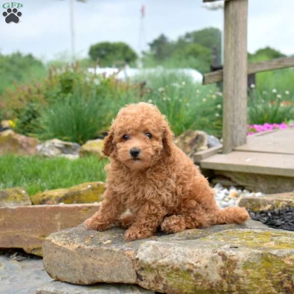 Wiggles, Bich-Poo Puppy