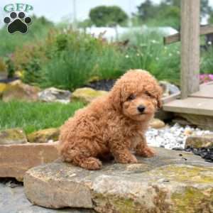 Wiggles, Bich-Poo Puppy