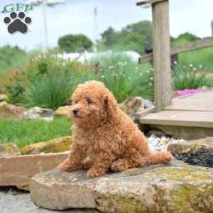 Wiggles, Bich-Poo Puppy