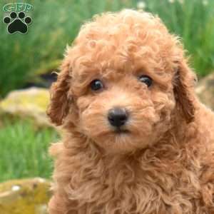 Wiggles, Bich-Poo Puppy