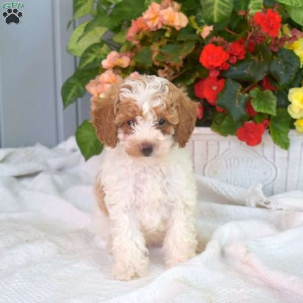 Wilbur, Miniature Poodle Puppy