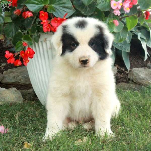 Wiley, Great Pyrenees Mix Puppy