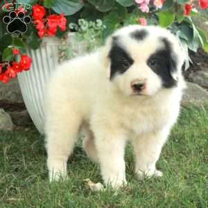 Wiley, Great Pyrenees Mix Puppy