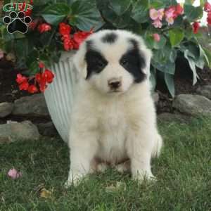 Wiley, Great Pyrenees Mix Puppy