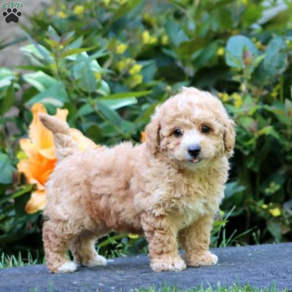 Will, Maltipoo Puppy