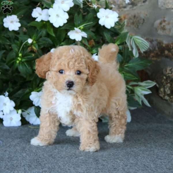 Will, Bich-Poo Puppy