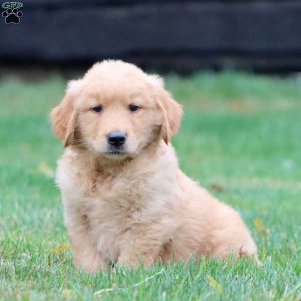 Will, Golden Retriever Puppy