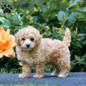 Will, Maltipoo Puppy