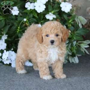 Will, Bich-Poo Puppy