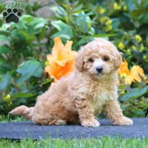 Will, Maltipoo Puppy