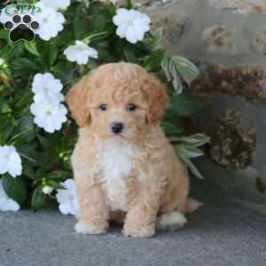 Will, Bich-Poo Puppy