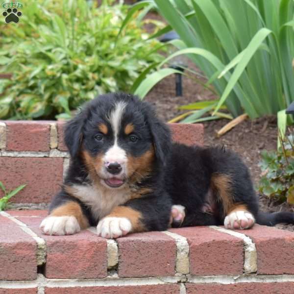 Willie, Bernese Mountain Dog Puppy