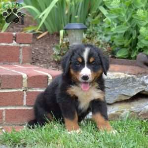 Willie, Bernese Mountain Dog Puppy