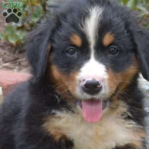 Willie, Bernese Mountain Dog Puppy