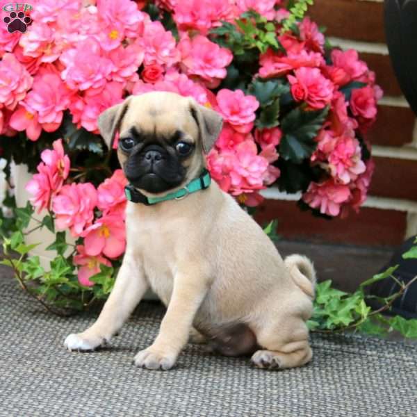 Willie, Pug Puppy