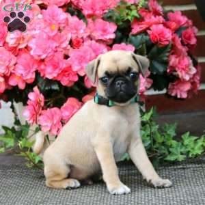 Willie, Pug Puppy