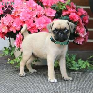 Willie, Pug Puppy