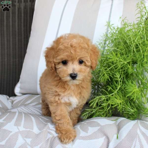 Willow, Bich-Poo Puppy